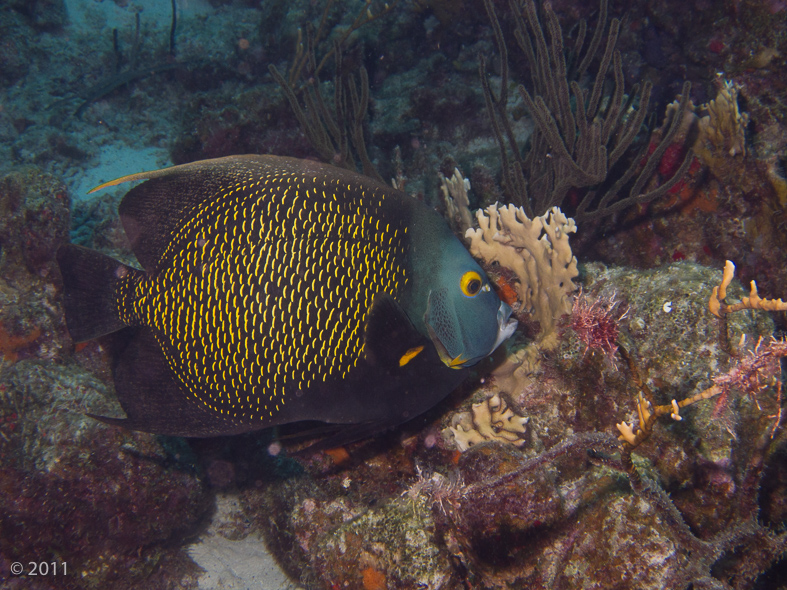 French Angelfish