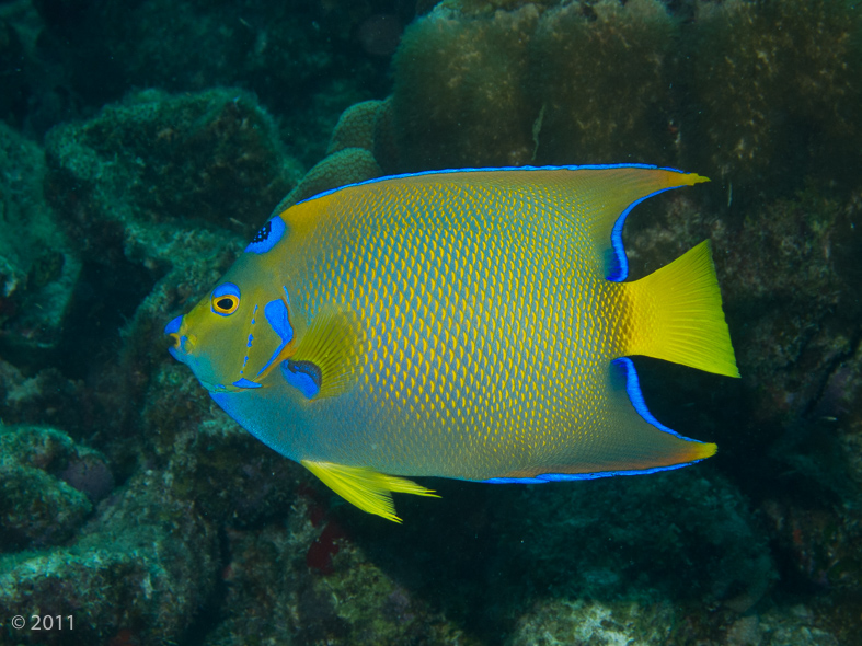 Queen Angelfish