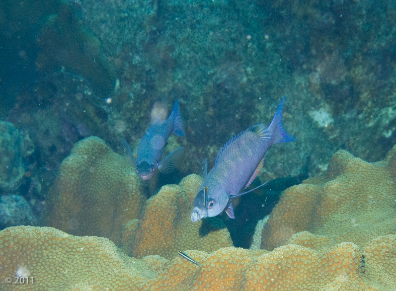 A Creole Wrasse getting cleaned