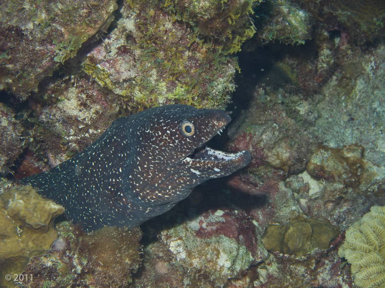 Spotted Moray