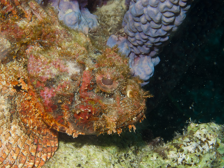 to discover that this Scorpionfish was right in front of my photo shoot!