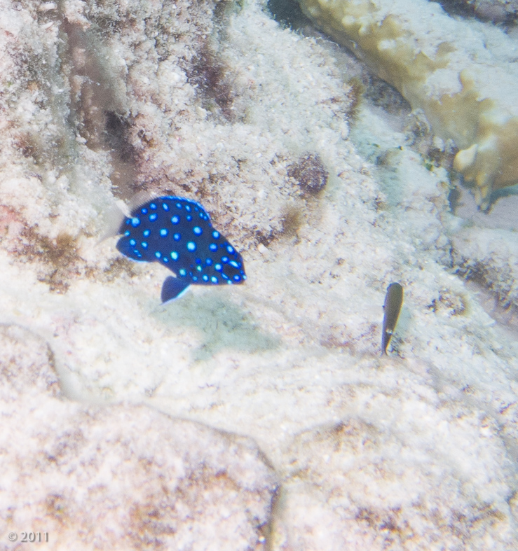 Juvenile Yellow-Tail Damselfish - the adults lose the beautiful spots