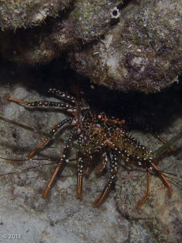 Caribbean Spiny Lobster