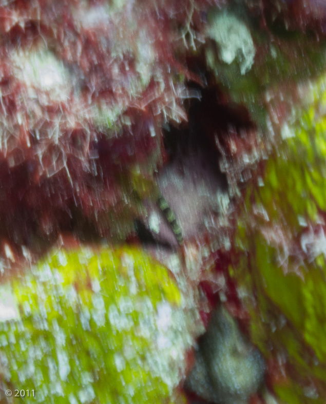 A horrible picture but that’s a rare Harlequin Pipefish (just above and between the yellow-green coral heads)!