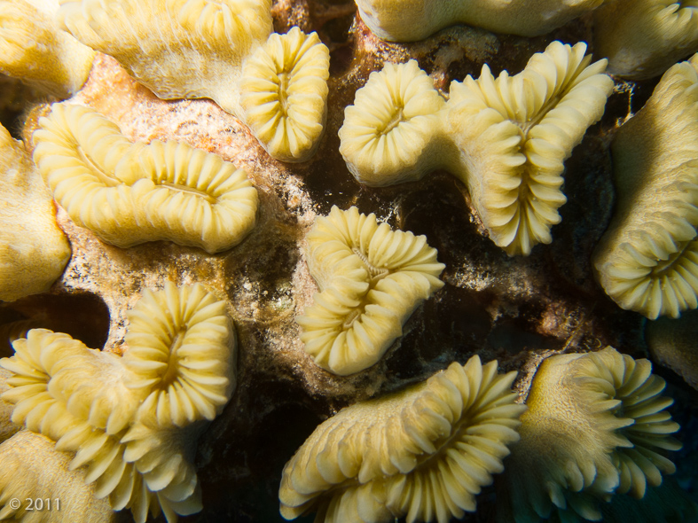 Corals are pretty in the day time, but all you see is their skeletons