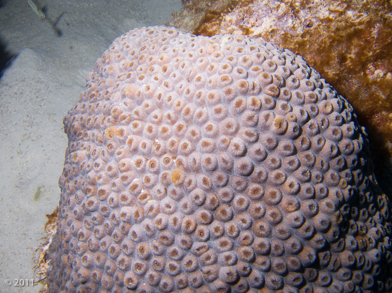 and another type of coral