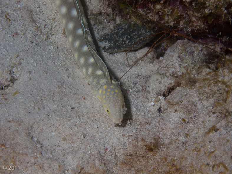 Sharptail Eel out hunting