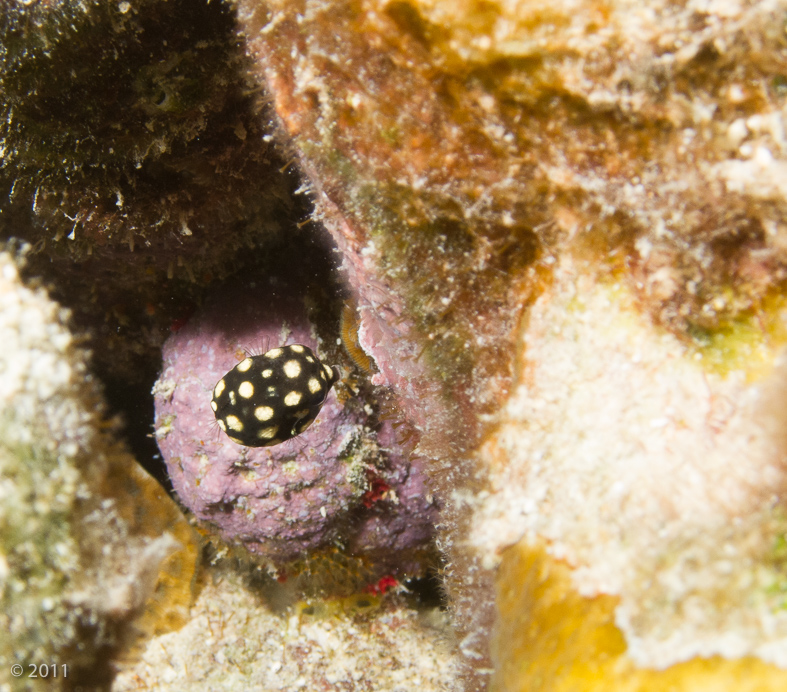 Juvenile Smooth Trunkfish