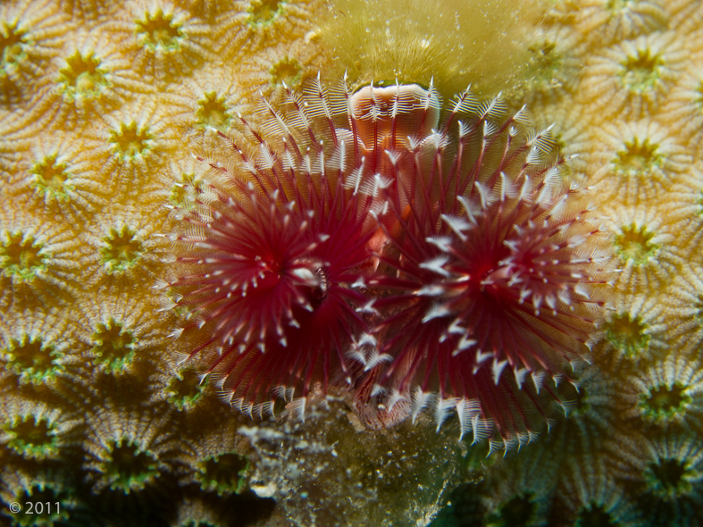 Christmas Tree Worms - they’re great because they hold very still unless you spook them - at which point they disappear into their holes in a flash