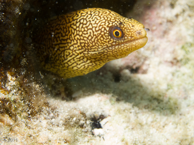 Honeycomb Moray Eel