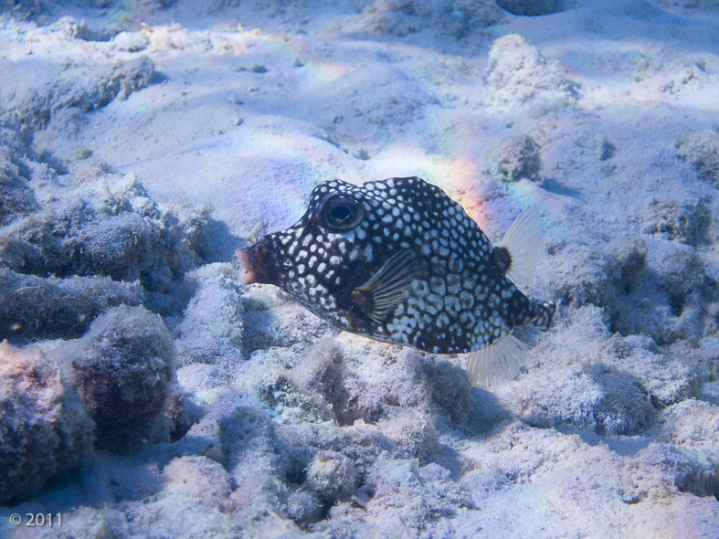 Smooth Trunkfish