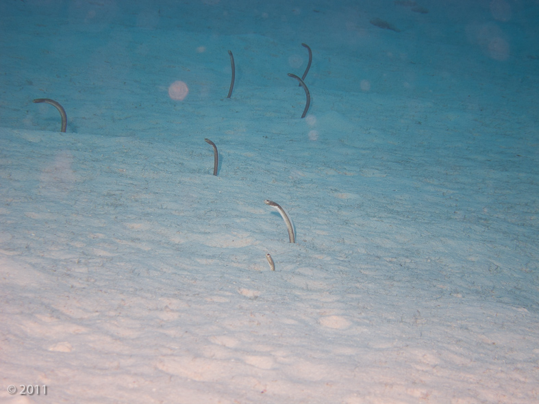 Brown Garden Eels - at about 80 feet (with some stuff in the water causing the backscatter spots)