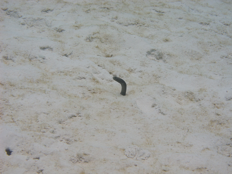 Brown Garden Eel - waiting for some food to float by