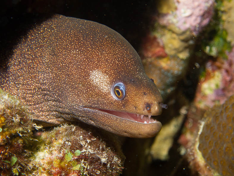 Spotted Moray Eel