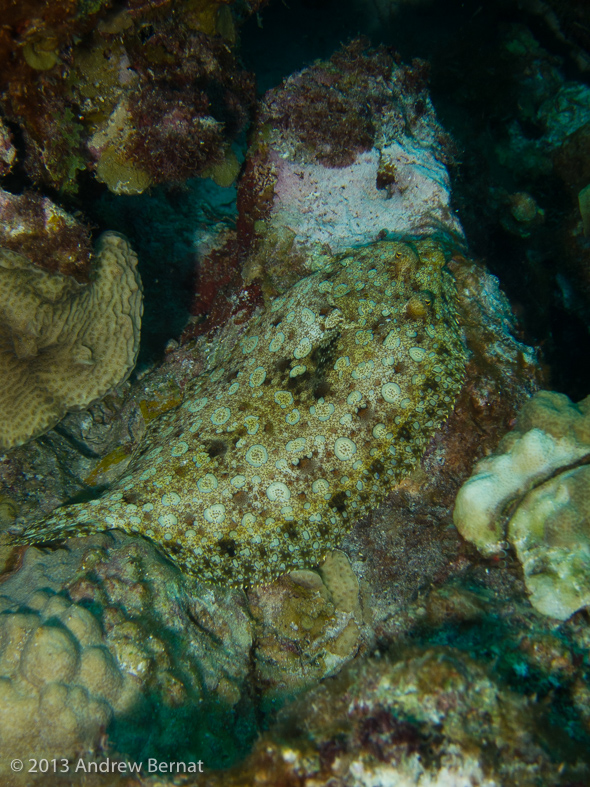 Peacock Flounder