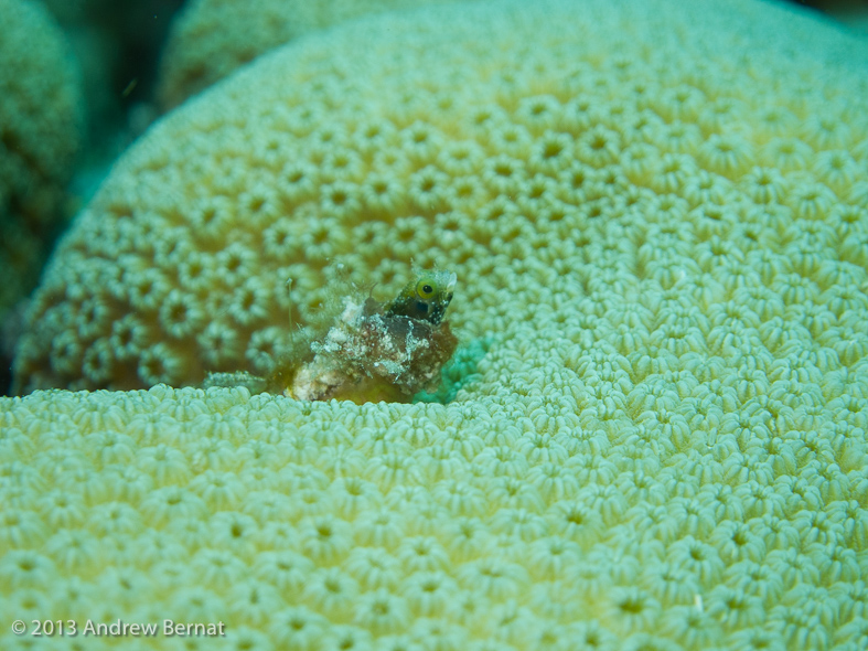 Secretary Blenny