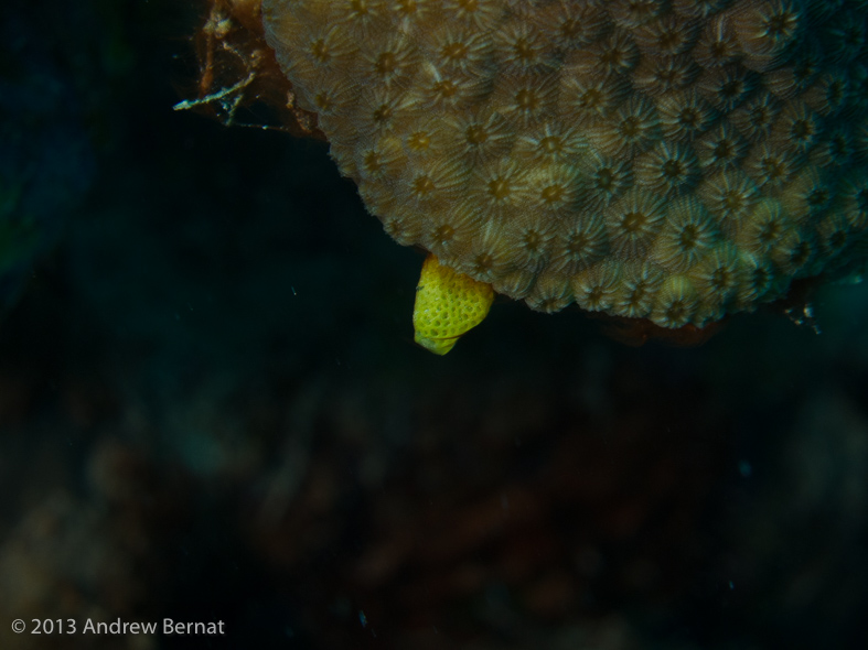 A teeny tiny Tunicate.