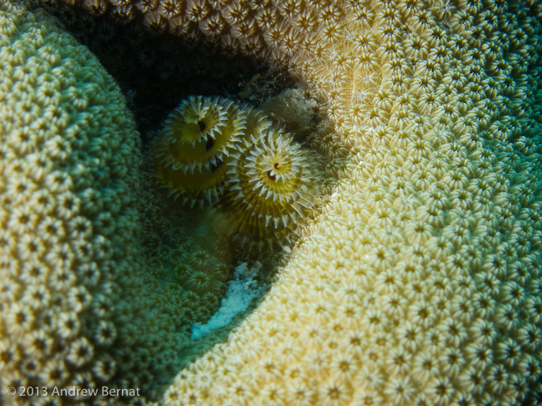 Christmas Tree Worm