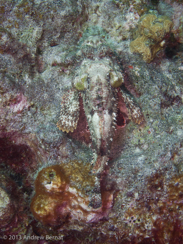 Spotted Scorpionfish