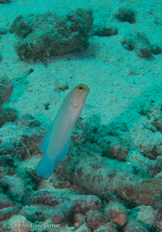 Yellowhead Jawfish