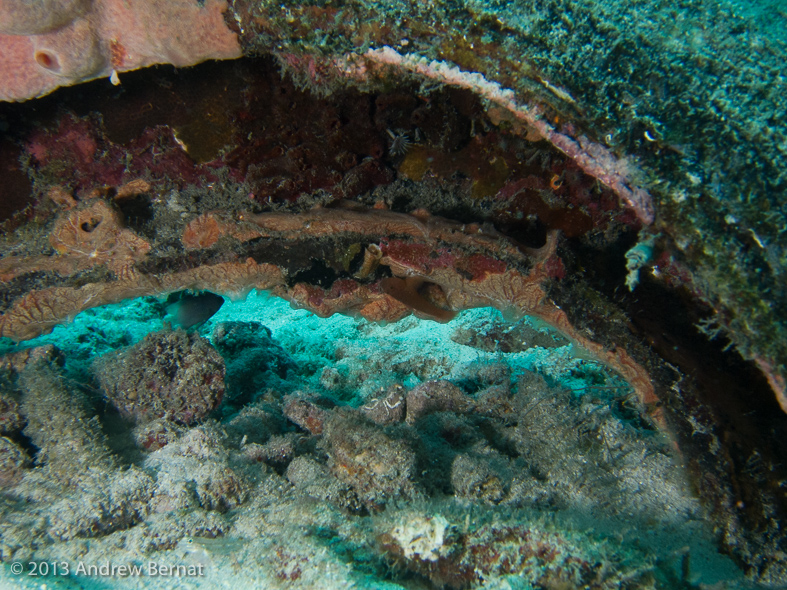 Rosy Blenny