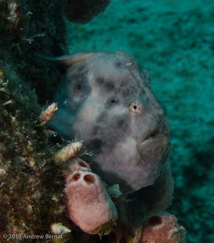 Ocellated Frogfish!