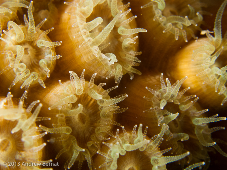 Coral at night