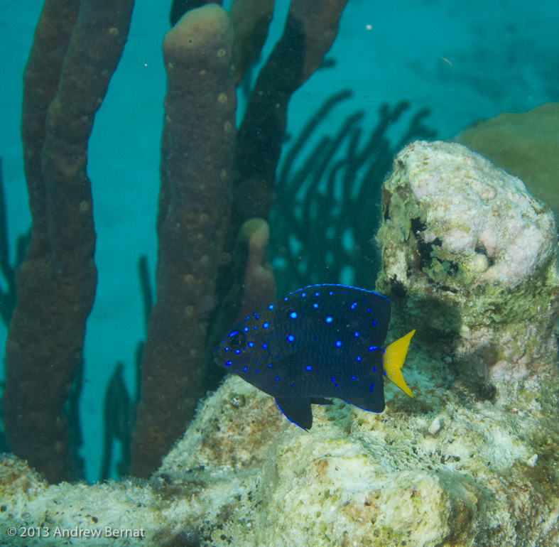 Juvenile Yellowtail Damselfish