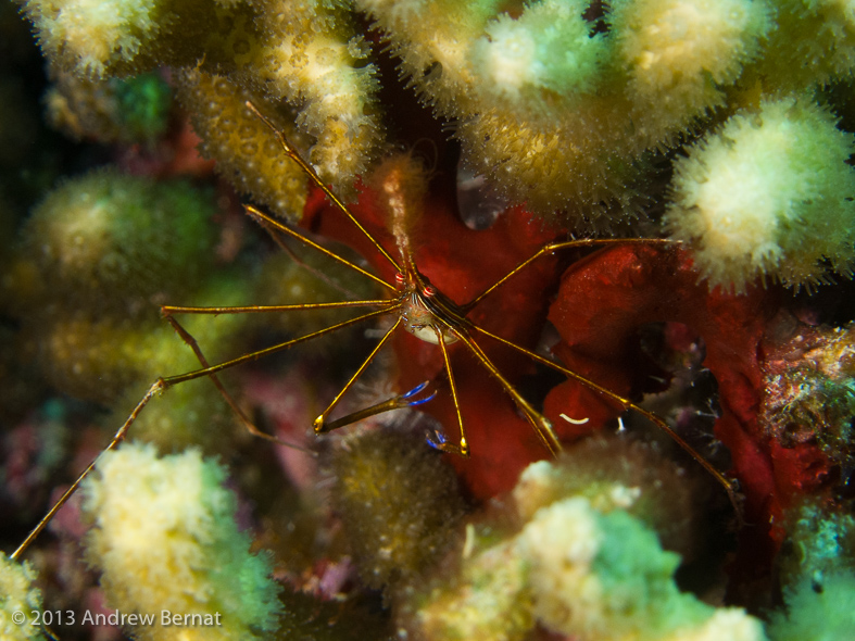 Yellowline Arrow Crab.