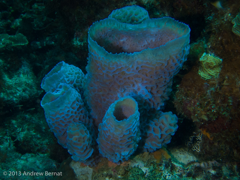 Azure Vase Sponge