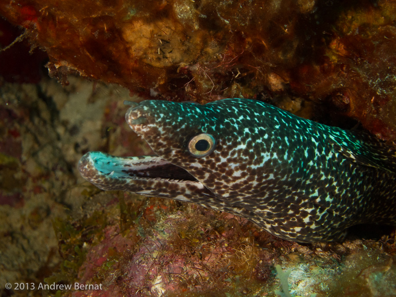 Spotted Moray