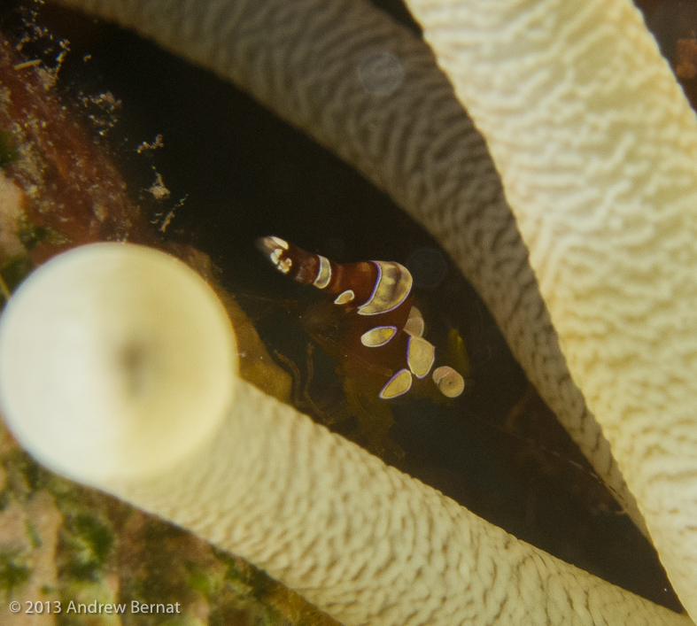 Squat Anemone Shrimp