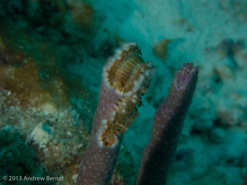 Bearded Fire Worm