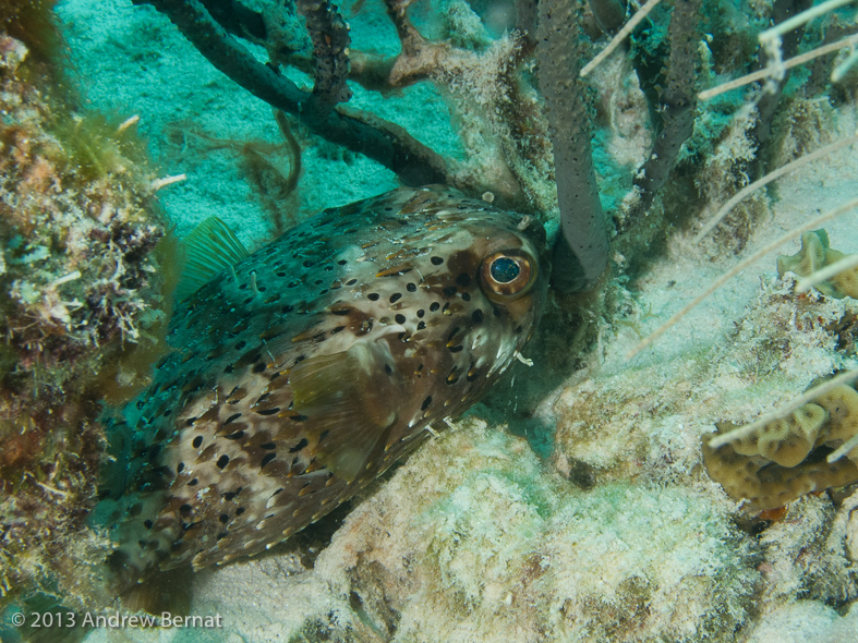 Balloonfish