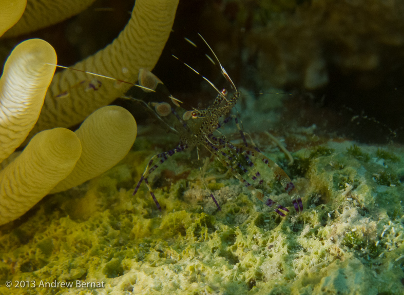 Spoted Cleaner Shrimp