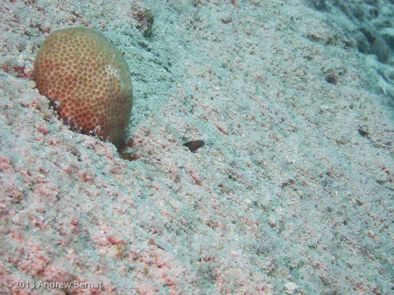 Sailfin Blenny