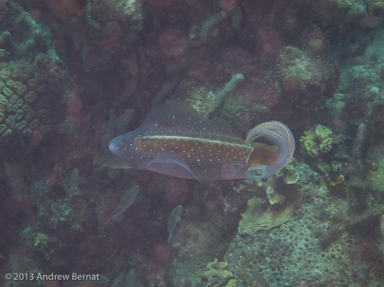 Caribbean Reef Squid