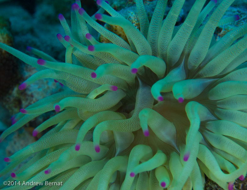 Giant Anemone