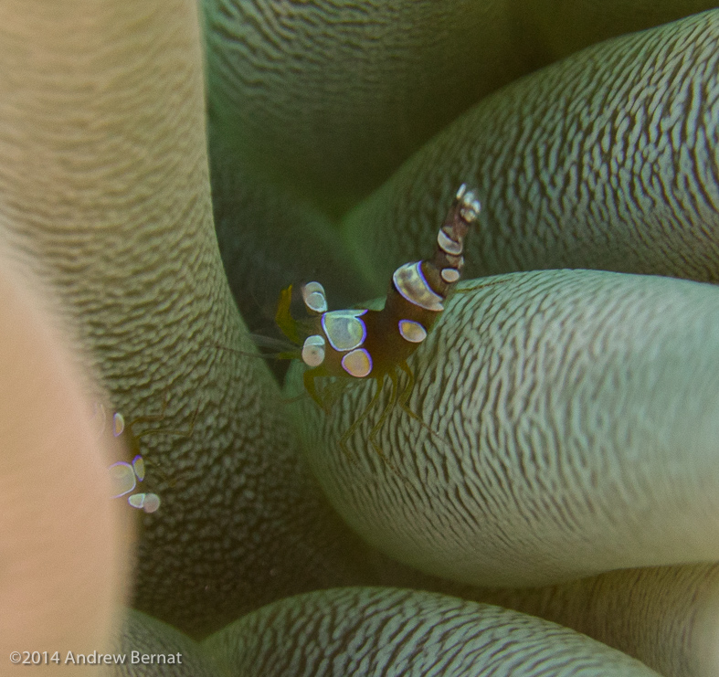 Squat Anemone Shrimp