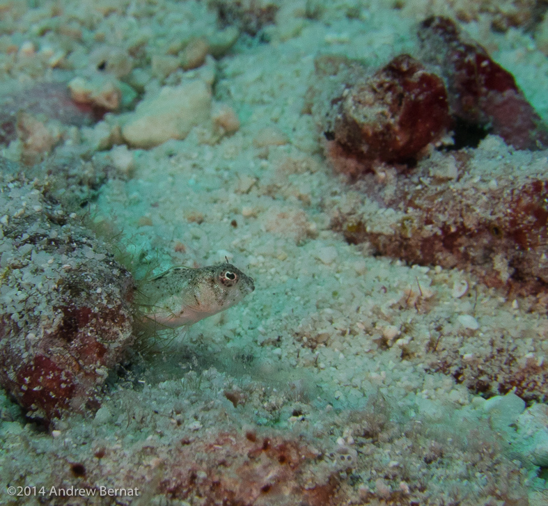 Sailfin Blenny (female)