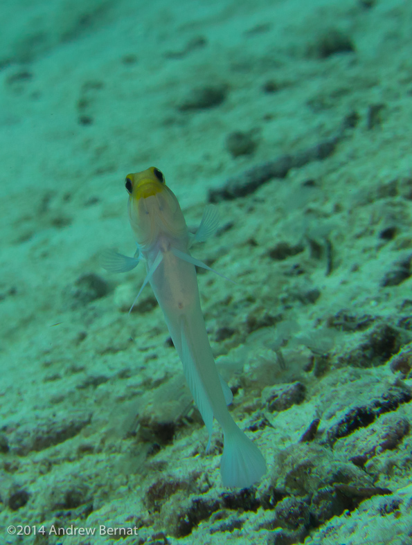 Yellowhead Jawfish