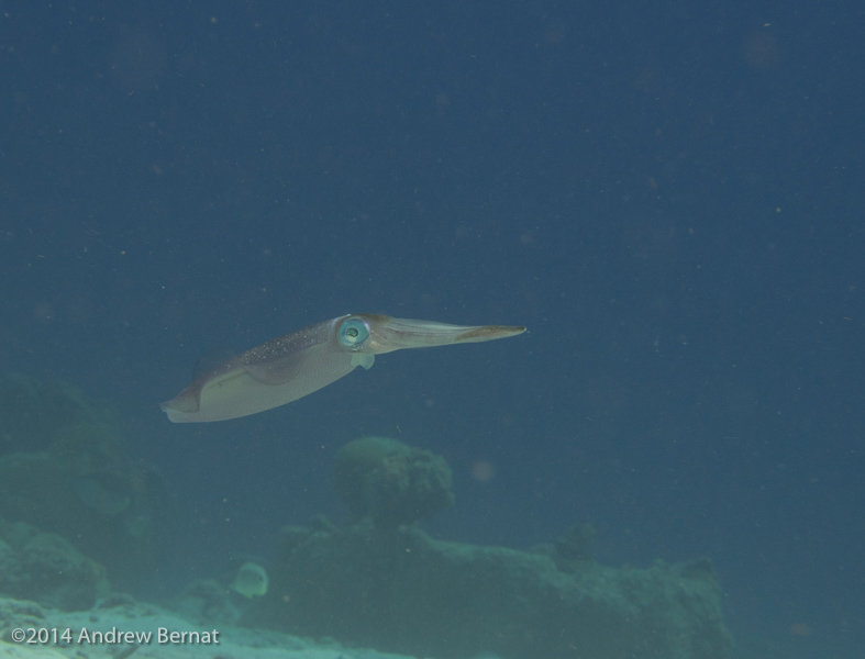 Caribbean Reef Squid