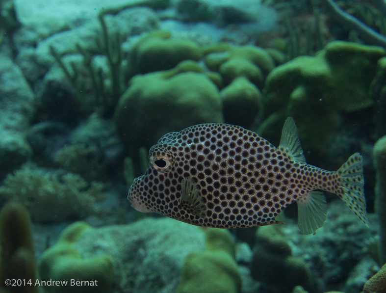 Spotted Trunkfish