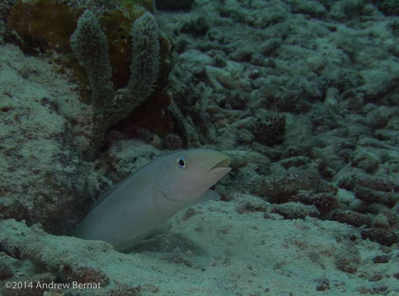 Sand Tilefish