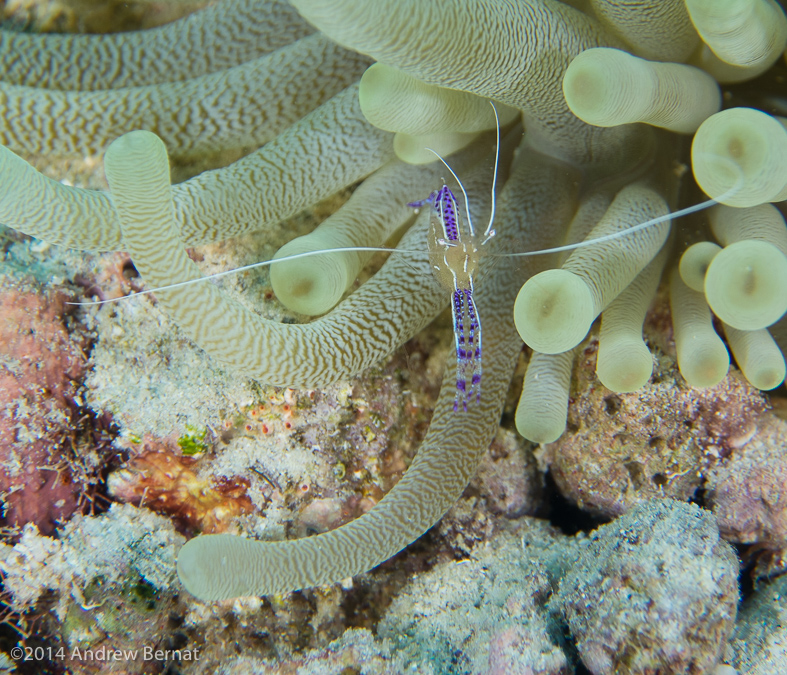 Pederson Cleaner Shrimp