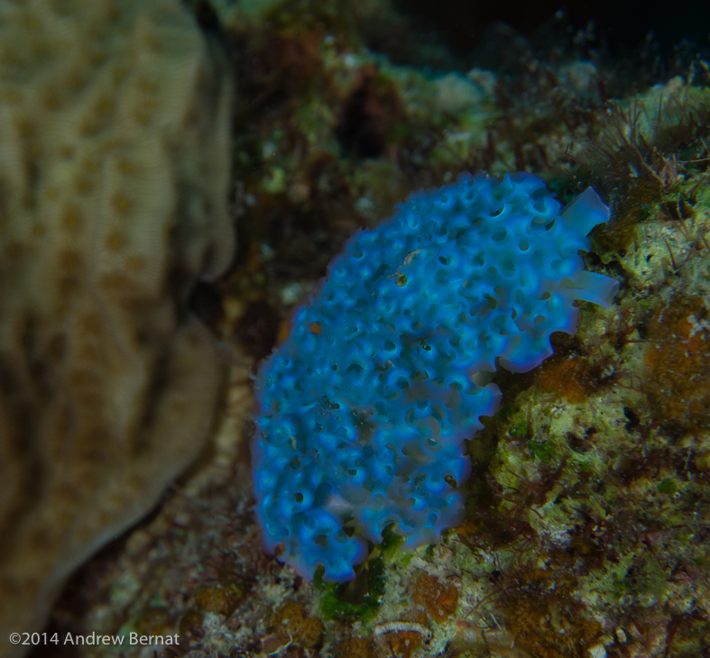 Lettuce Leaf Sea Slug