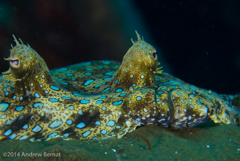 Peacock Flounder