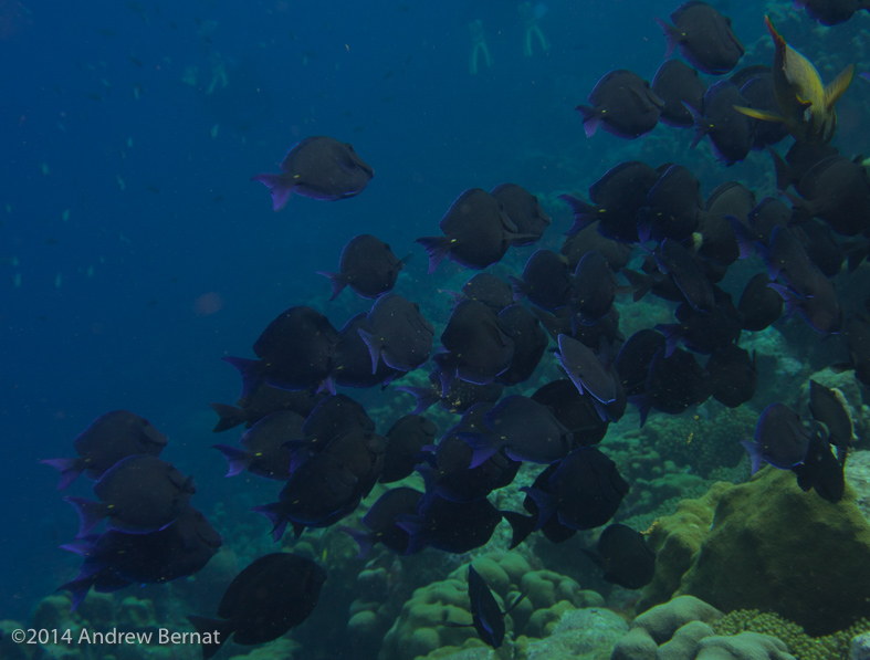 Schooling Blue Tangs