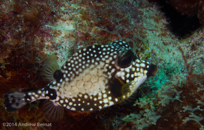 Smooth Trunkfish