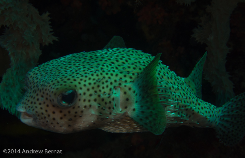 Porcupinefish